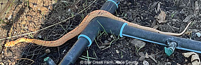 Albino Gopher Snake