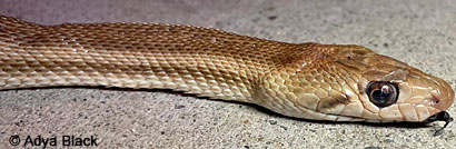 Great Basin Gopher Snake