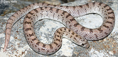 Spotted Leaf-nosed Snake