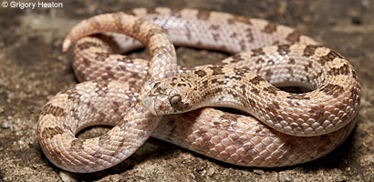 Spotted Leaf-nosed Snake