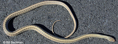 Mohave Patch-nosed Snake