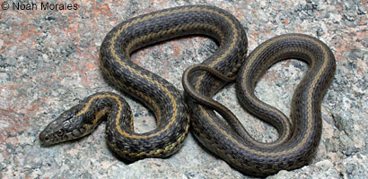 Oregon Gartersnake