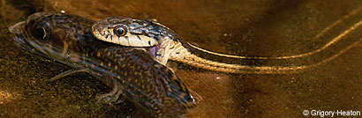 Mountain Gartersnake