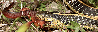 Coast Gartersnake