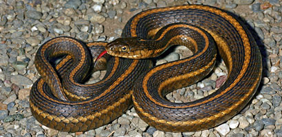 Giant Gartersnake