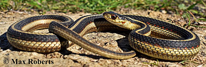 Valley Gartersnake