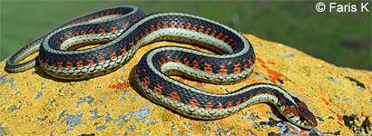 California Red-sided Gartersnake