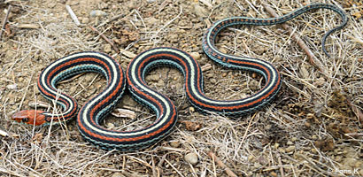 San Francisco Gartersnake