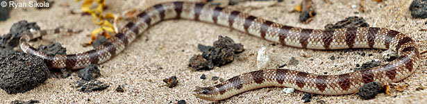 Mohave Shovel-nosed Snake 