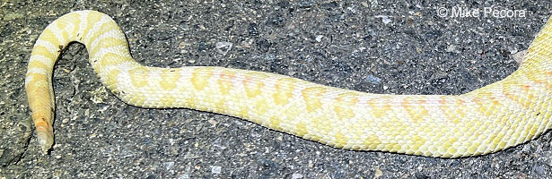 southern pacific rattlesnake