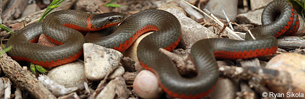 Monterey Ring-necked Snake