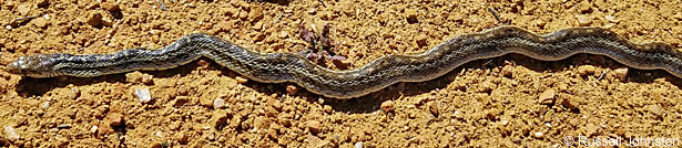 Santa Cruz Island Gopher Snake