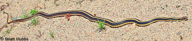 Coast Patch-nosed Snake