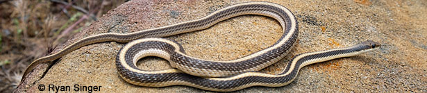 Coast Patch-nosed Snake