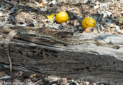 southern pacific rattlesnake