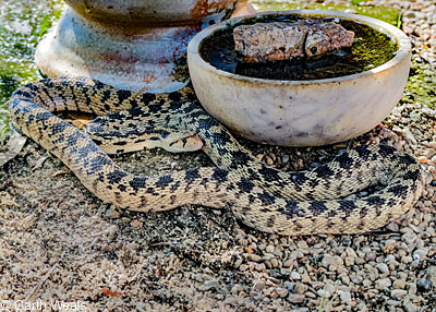 southern pacific rattlesnake