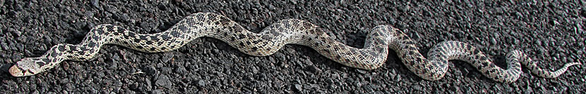 Great Basin Gopher Snake