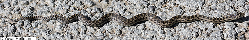 Pacific Gopher Snake