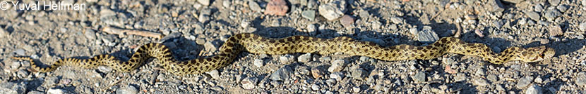 Pacific Gopher Snake