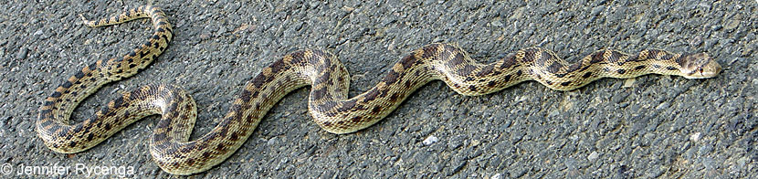 Pacific Gopher Snake