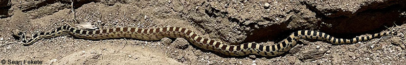 Great Basin Gopher Snake