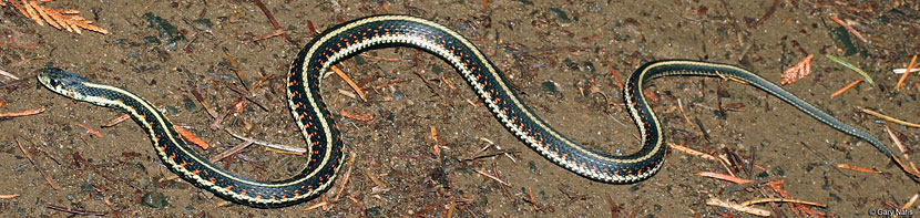 Coast Gartersnake