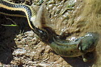 Diablo Range Gartersnake