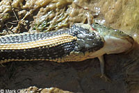 Diablo Range Gartersnake