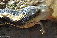 Diablo Range Gartersnake