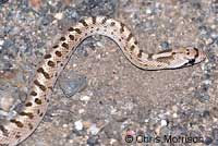 Mohave Glossy Snake