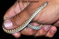 Mohave Glossy Snake