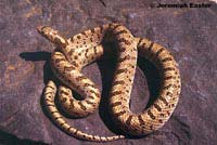 Mohave Glossy Snake