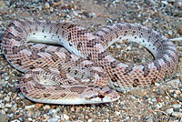 Mohave Glossy Snake