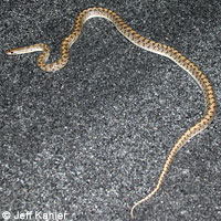 Mohave Glossy Snake