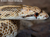 Mohave Glossy Snake