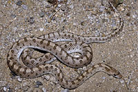 Mohave Glossy Snake