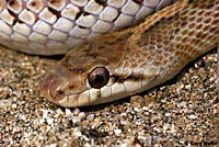 Desert Glossy Snake