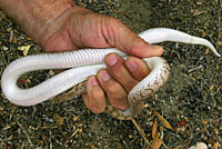 Desert Glossy Snake