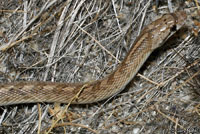 Desert Glossy Snake