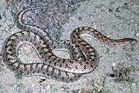 Desert Glossy Snake