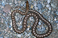 Desert Glossy Snake