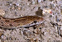 Desert Glossy Snake