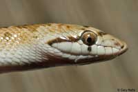 Desert Glossy Snake