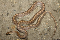 Desert Glossy Snake