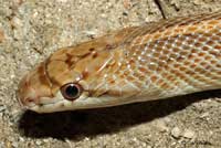 Desert Glossy Snake