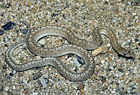 Desert Glossy Snake