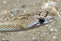 Desert Glossy Snake