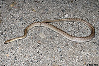 Desert Glossy Snake