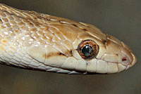 Desert Glossy Snake