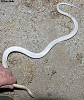 Desert Glossy Snake